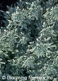 Artemisia stelleriana 'Silver Brocade'